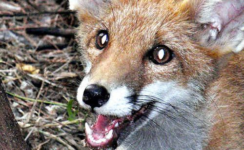 Foxes have been wreaking havoc on nesting turtles on the Discovery and Coral coasts. FILE PHOTO. Foxes have been wreaking havoc on nesting turtles on the Discovery and Coral coasts. FILE PHOTO.